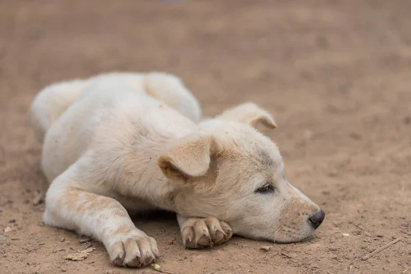 Pup Slaapt Grond Wachtend Eigenaar Met Wazige Achtergrond — Stockfoto