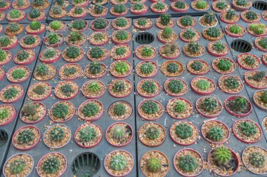 Arka planda küçük çeşitlilikte kaktüs bitkisi var.