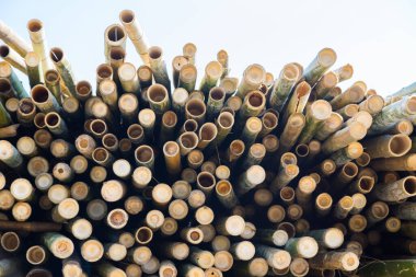 Desen arkaplanı için bambu çubuklarını kesen güzel doğa