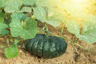 Tayland 'ın balkabağı taştan arka planlı bahçesinde