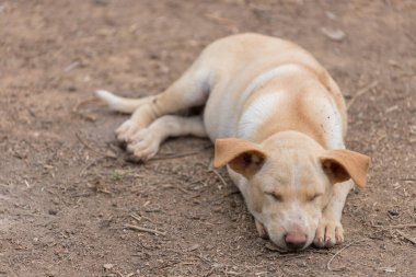 Yavru köpek yerde yatar, bulanık bir geçmişi olan sahibini bekler.