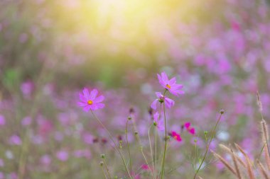 Bokeh doğa arka planına sahip güzel kozmos bipinnatus