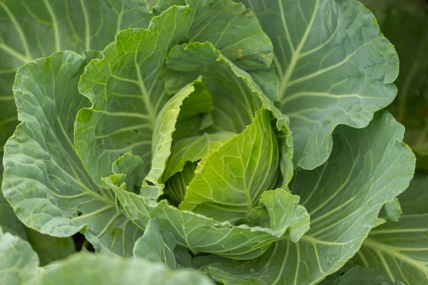 Organik lahana sebze yiyeceği tarla bahçesinde.