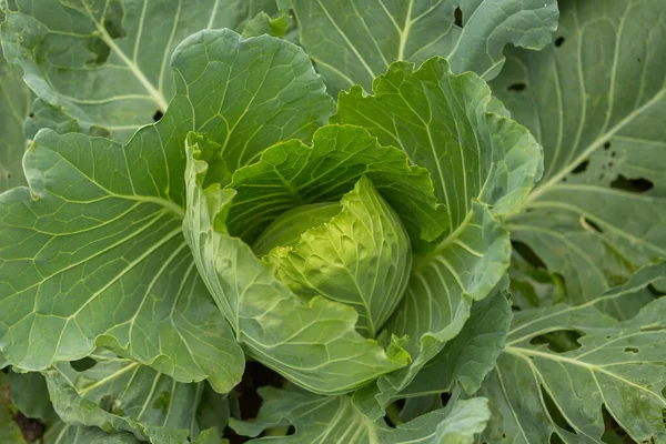 Organik lahana sebze yiyeceği tarla bahçesinde.