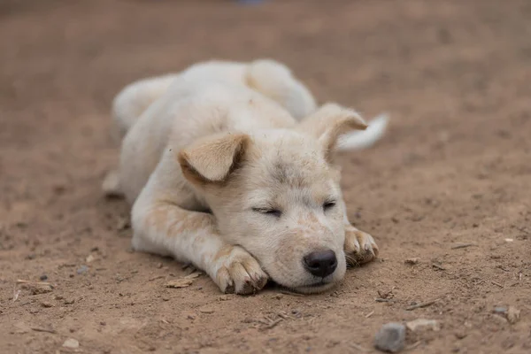 Yavru Köpek Yerde Yatar Bulanık Bir Geçmişi Olan Sahibini Bekler — Stok fotoğraf