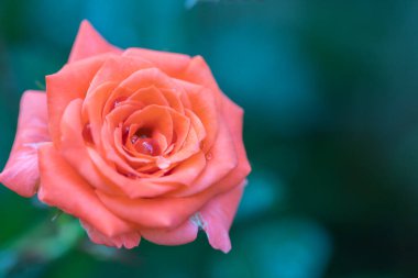 Turuncu güller su damlaları ve doğa arka planıyla çiçek açmaya başlıyor.