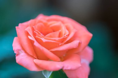 Turuncu güller su damlaları ve doğa arka planıyla çiçek açmaya başlıyor.