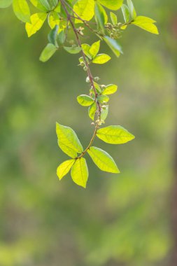 Bulanık doğa arka planına sahip yeşil yaprağı kapat