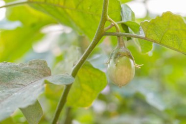 Ağaçtaki organik patlıcanların arka planı bulanıktır.