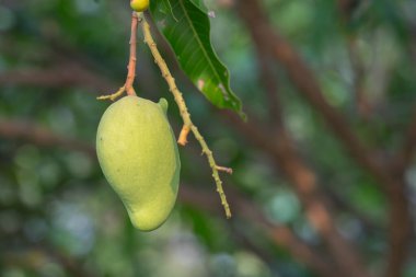 Ağaçtaki bulanık arkaplanlı mangoyu kapat.