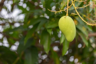 Ağaçtaki bulanık arkaplanlı mangoyu kapat.