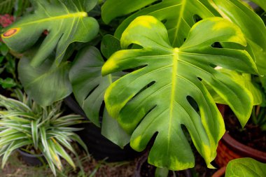 Bahçe arka planında canavar bitki yaprağı deseni