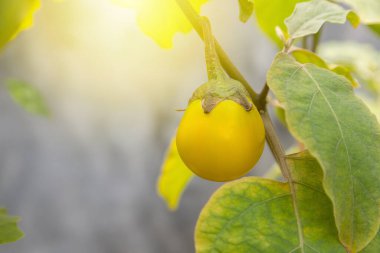 Bahçedeki ağacın dalında sarı patlıcan
