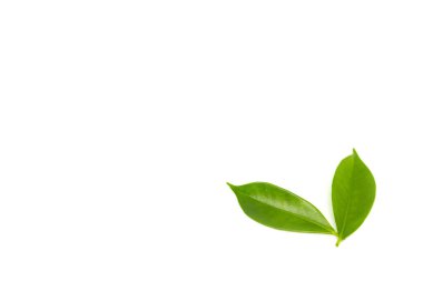 beyaz arkaplanda yeşil yapraklar