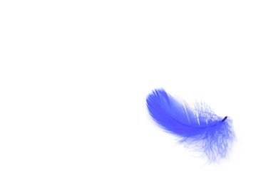 Güzel mavi tüy beyaz arkaplanda izole edilmiş