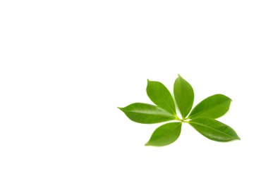 beyaz arkaplanda yeşil yapraklar