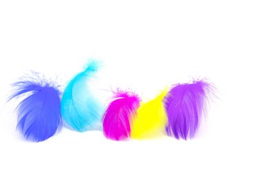 Beyaz arkaplanda güzel renkli tüy
