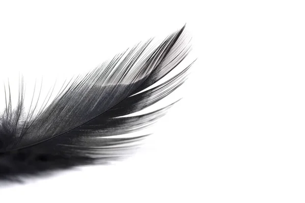 白の背景に隔離された小さくて柔らかい黒い羽の終わり — ストック写真