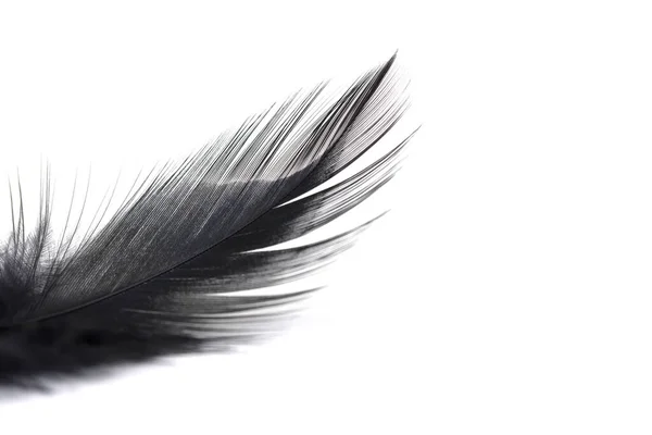 Close Small Soft Black Feather Isolated White Background — Stock Photo, Image