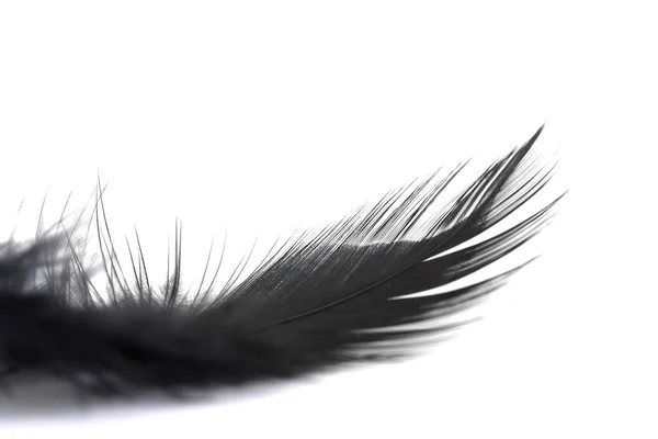 小而软的黑色羽毛在白色背景上隔离的特写 — 图库照片
