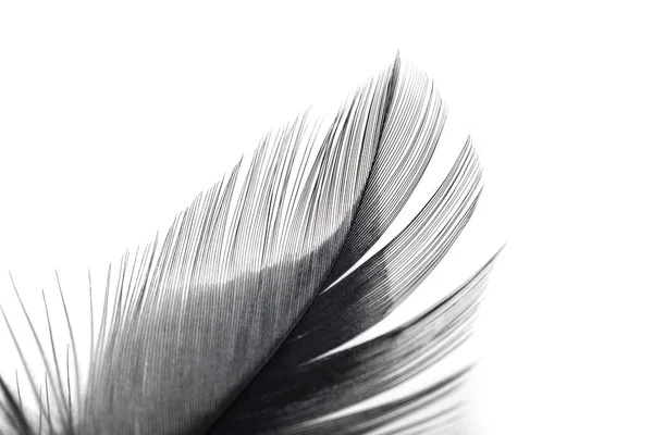 Close Small Soft Black Feather Isolated White Background — Stock Photo, Image