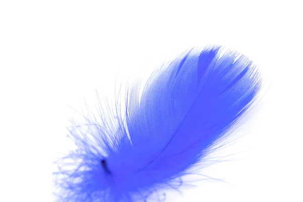Hermosa Pluma Azul Sobre Fondo Blanco — Foto de Stock