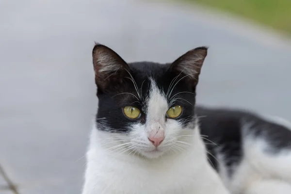 Тайские Кошки Черно Белое Тело Карими Глазами — стоковое фото
