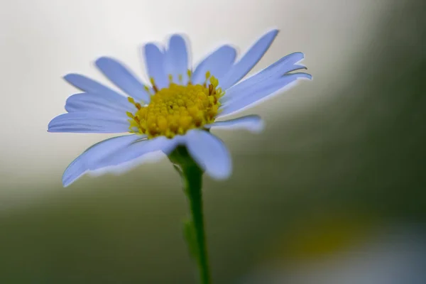 White Daisy Flower Nature Selective Focus Blur Background — Stock Photo, Image