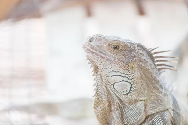 Iguana Rastejando Animais Vivem Floresta — Fotografia de Stock