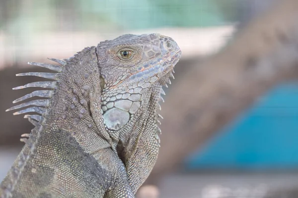 Iguana Arrastrándose Animales Viven Bosque —  Fotos de Stock