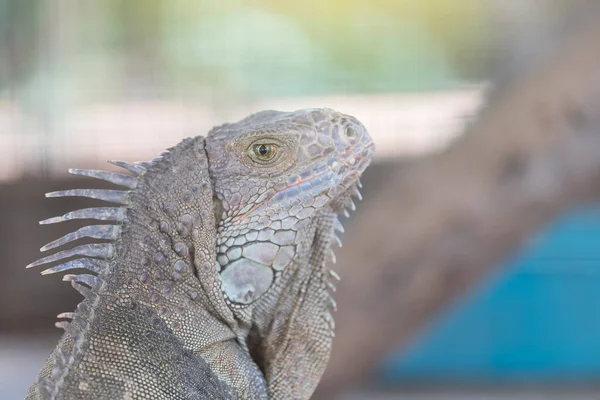 Iguana Rastejando Animais Vivem Floresta — Fotografia de Stock