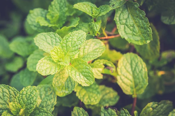 Close Organic Mint Leaves Tree Blur Nature Background — стоковое фото