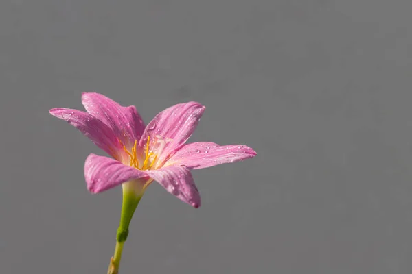 Pink Zephyranthes Grandiflora Flower Has Water Drops Petals Gray Wall — стоковое фото