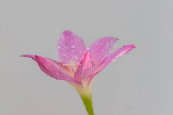 粉红的紫苏花在花瓣上有水滴 花瓣的背景是灰色的 — 图库照片