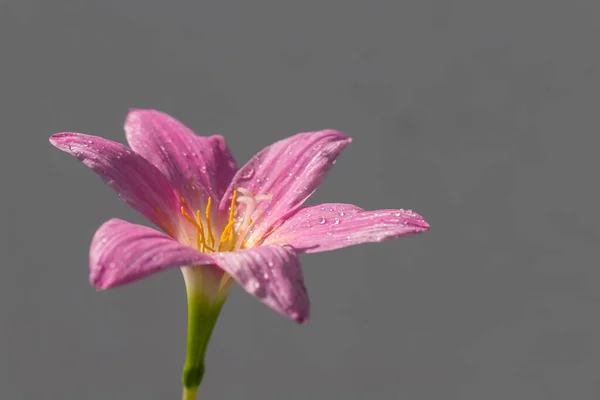 Roz Zephyranthes Grandiflora Floare Picături Apă Lungul Petalelor Fundal Perete — Fotografie, imagine de stoc