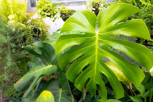 Monstera Plant Leaf Pattern Garden Background — Stock Photo, Image