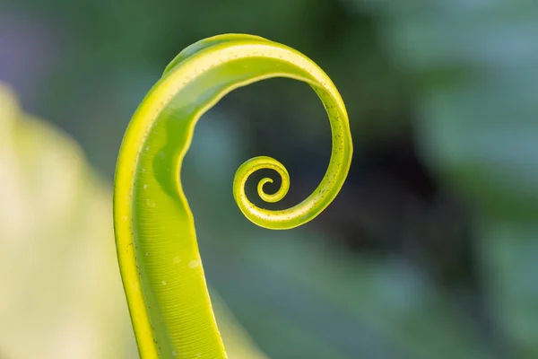 Hojas Círculo Del Helecho Verde Con Fondo Natural —  Fotos de Stock