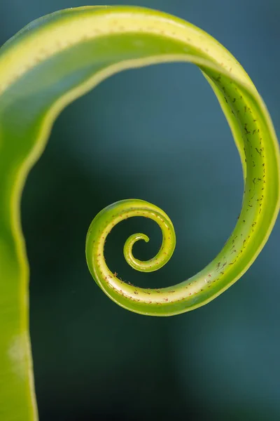 Hojas Círculo Del Helecho Verde Con Fondo Natural —  Fotos de Stock