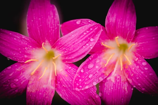 粉红色的紫苏花 花瓣上有水滴 背景是黑色的 — 图库照片