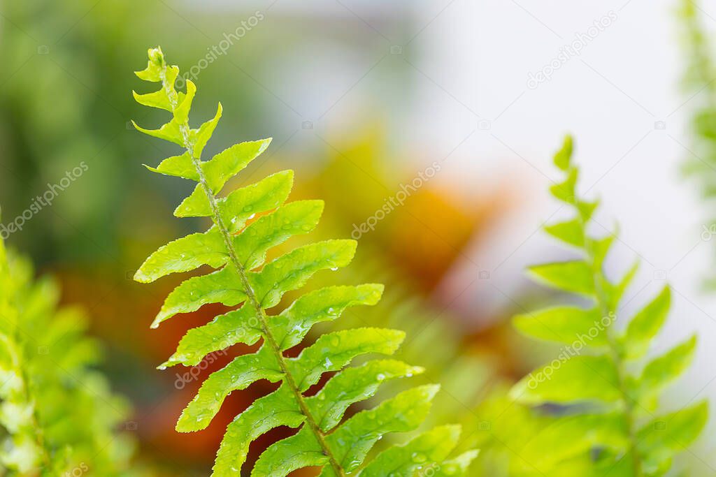 green fern leaves drop of water nature background