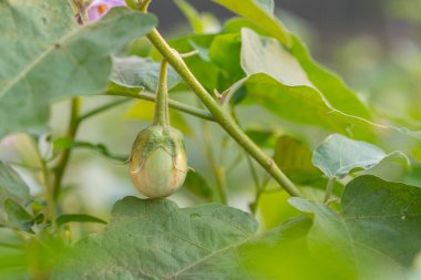 Ağaçtaki organik patlıcanların arka planı bulanıktır.