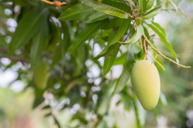 Ağaçtaki bulanık arkaplanlı mangoyu kapat.