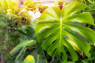 Bahçe arka planında canavar bitki yaprağı deseni