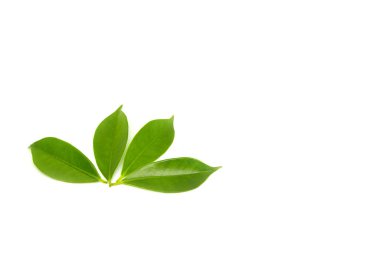 beyaz arkaplanda yeşil yapraklar