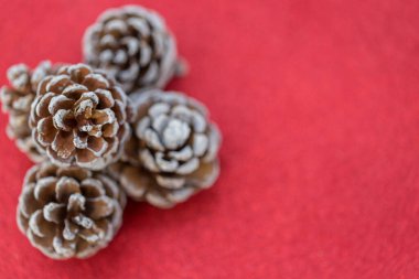 Kırmızı arka planda kurumuş çam topları