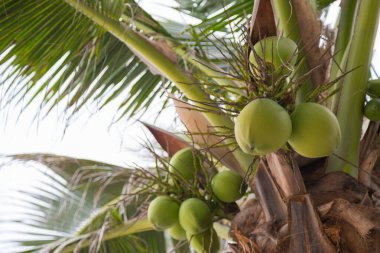 Bokeh doğa arka planına sahip ağaçta hindistan cevizi