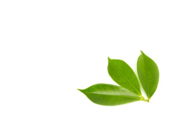 beyaz arkaplanda yeşil yapraklar