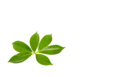 beyaz arkaplanda yeşil yapraklar