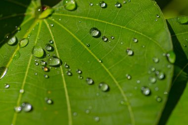 Yeşil yapraklar üzerinde su damlaları doğa arkaplanı