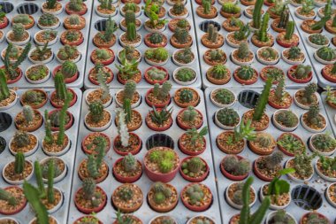 Arka planda küçük çeşitlilikte kaktüs bitkisi var.